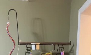 Parrot Scares Cat Away