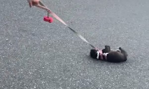 Pup Doesn't Want to Walk Anymore