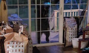 Black Bear Joey Reaching for Motion Sensor Floodlight