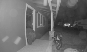 Bears Break Open Door to Get into Garage