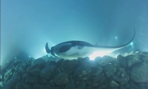 Mantas in Kona, Hawaii