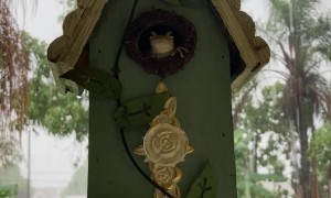 Tree Frog Staying Dry