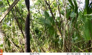 Cinnamon Bear with Black Cub at Scratching Post