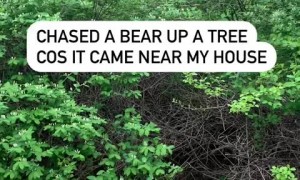 Brave pup incredibly scares bear up a tree 