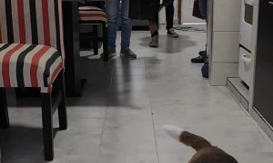 Human Helps Beagle Be Calm