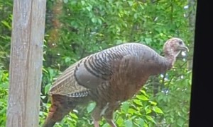 New Bird at the Bird Feeder