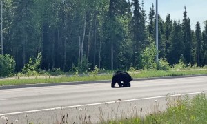 Mama Bear Helps Cub Stopped in Street