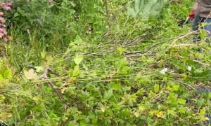 Man Saves Pigeon from Netting