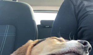 Dog Gets Drowsy During Drive