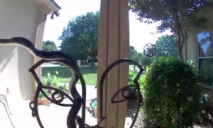 Snake Hanging Out at the Front Door
