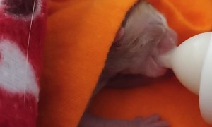 Premature Kitten Found and Fed