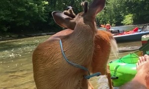 Cute Deer Makes Friends with Kayaker