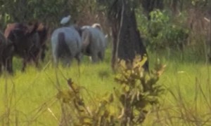 Switch Foot Stork on Horseback