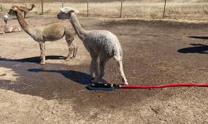 Alpacas Cool Off With Sprinkler