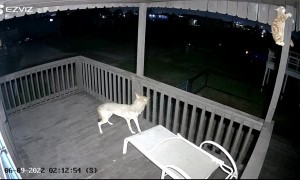 Coyote Attacks Cat on My Beach House Upstairs Deck
