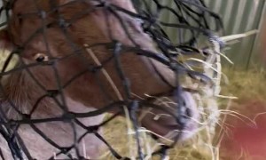 You’ve Goat To Be Kidding Me