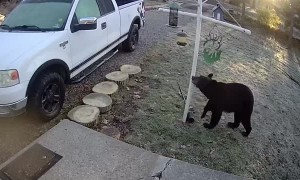 Bear Grabs Seed Snack From Bird Feeder