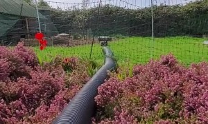 Bunny Tube Allows Rabbits to Come and Go as They Please