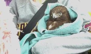 Hurt Hawk Rescued from Road