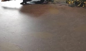 Beaver Strolls Through Science Museum