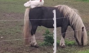 Hen Find Her Perch on Horse's Back