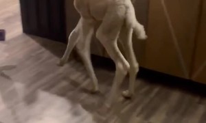 Baby Camel Figuring Out Its Feet