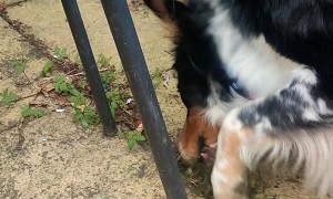 Pogo the Weed Pulling Border Collie