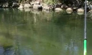 Akira the Dog Startles Himself by Touching Seaweed