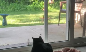 Chipmunk Teases Cat at Door