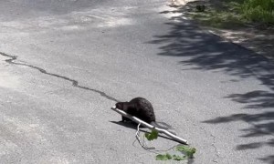 Beaver Helps Clean Up Cut Down Trees