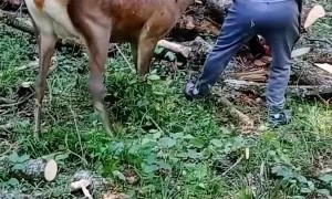 Elk Tries to Get Attention From a Man Cutting with Chainsaw
