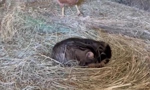 Cat Sits on Mother Hen's Eggs