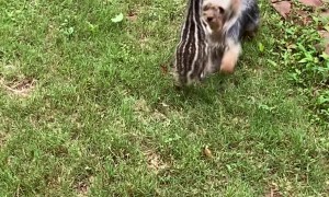 Ziggy the Baby Emu Plays with Paris the Yorkshire Terrier