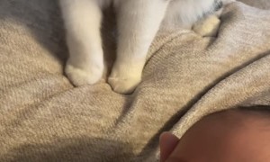 Kitty Gently Tries to Take Newborns Binky