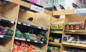 Birds Take Over Grocery Store Bread Section
