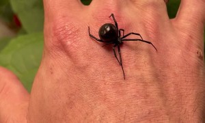 Holding a Giant Black Widow
