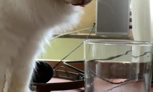 He Has a Full Water Bowl Two Feet Away