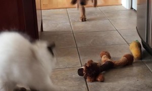 Puppy with Zoomies Runs into Cat