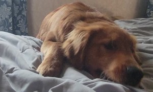 Tank the Golden Retriever Puppy Punches the Bed
