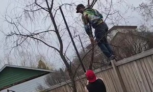Rescuing a Cat Stuck in a Tree
