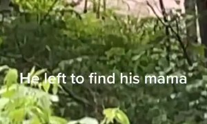 Baby Moose Hangs Out on Front Porch