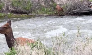 Elk Calf is a Strong Swimmer