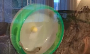 Flying Gecko Playing on Hamster Wheel
