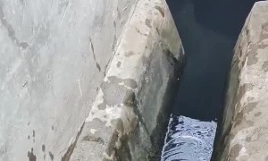 Cat Saved From Sewer Drain