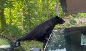 Bear Breaks Car Door Searching for Food