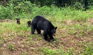 Bear Cubs Sprint Across Road Following Mama Bear