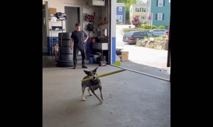 Short Compilation of Pepper Playing Baseball