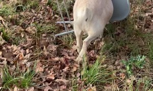 Finkle the Goat Gets Stuck Playing in Chair