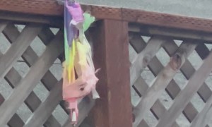 Homophobic Squirrel Stole Our Pride Flag
