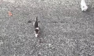 Man rescues 13 kittens on the side of the road